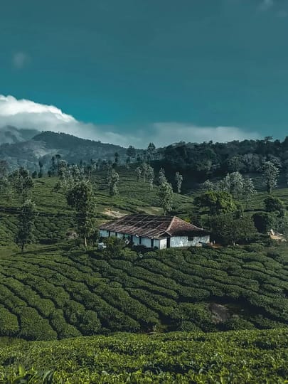 Munnar scenic view